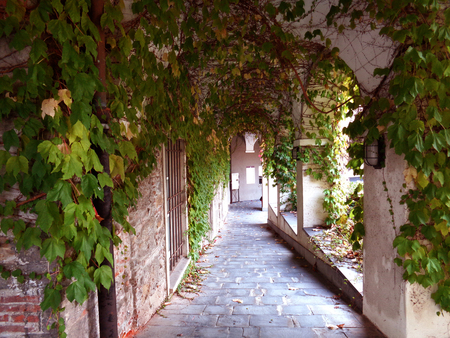 Gallery with ivy on the ceiling in Italyの写真素材
