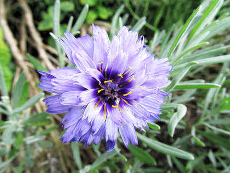 Lilac flower, yellow, blue and green backgroundの写真素材
