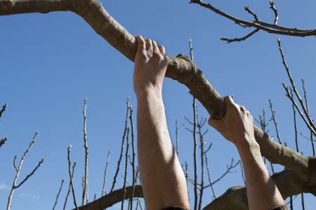 man hanging from a branch of a tree with blue sky backgroundの写真素材