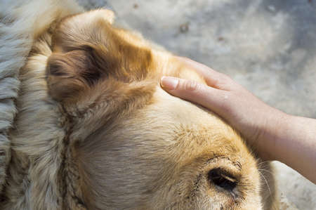 woman with her hand stroking his blond dogの写真素材