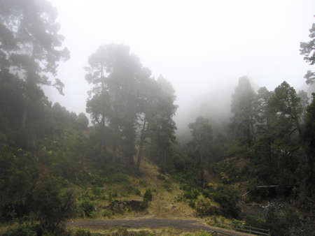 thick fog in a forest of an islandの写真素材