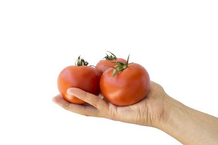 Close Up of human hand holding red tomatoes with white background