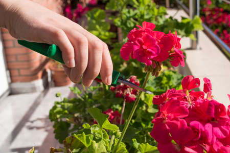 female hands trimming a flower at homeの写真素材