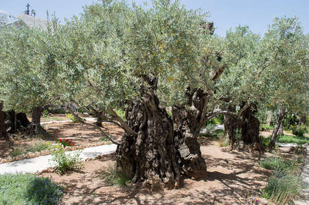 View from the Mount of Olivesの写真素材
