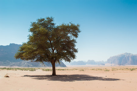 a lone tree in the desert of Wadi Rum in Jordanの写真素材
