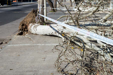 Fallen tree on the street torn root by a stroke and police bands forbidden accessの写真素材