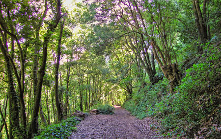 path in a forest on the island of linden palm canary islandsの写真素材