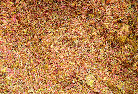 saffron in an old spice market in Jerusalemの写真素材