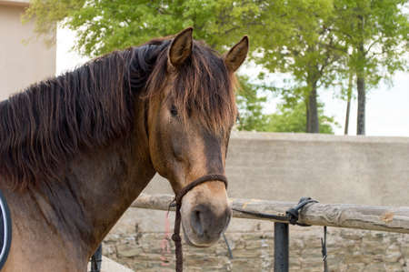 portrait of chestnut horseの写真素材