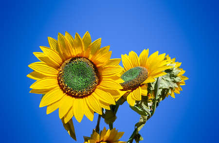 two sunflowers with a blue sky in the backgroundの写真素材
