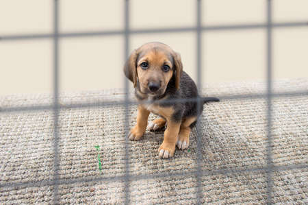 sad dog in a cage at the poundの写真素材