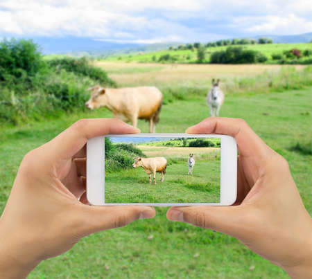 Man photographing a cow and a donkey in a meadow with a smartphoneの写真素材