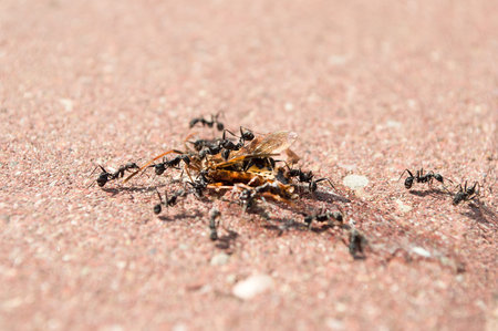 group of ants attacking a dead insectの写真素材