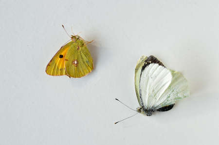 two dead butterflies on a white tableの写真素材