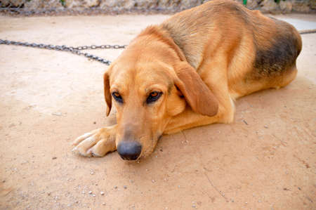 chained dog looking sad and layingの写真素材