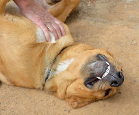 man playing with his dog laying on the ground faceupの写真素材