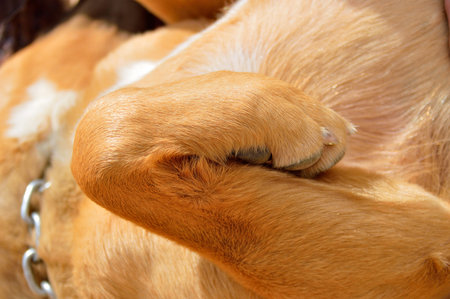 close up of two legged dog