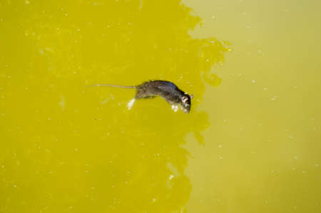 dead rat in a river polluted and dirtyの写真素材