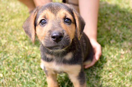 child playing with a puppy in the home gardenの写真素材