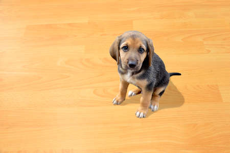 puppy dog sitting and looking at camera at home with copyspaceの写真素材