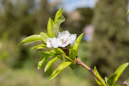 Picture of of the almond tree in blossomsの写真素材