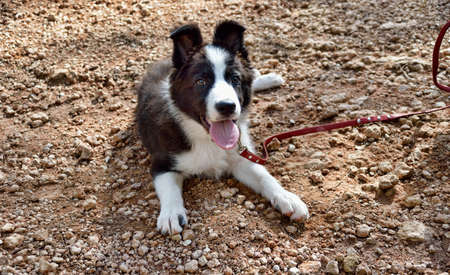 Shot of a cute little puppy. Dog breed is Border Collieの写真素材
