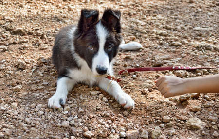 child playing with a branch with his dog. Dog breed is Border Collieの写真素材