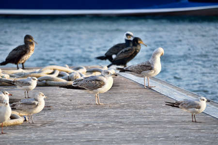 a group of seagulls on the pierの写真素材