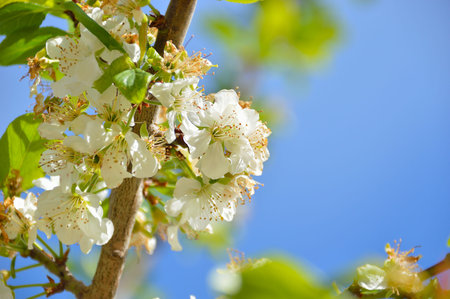 Picture of of the cherry tree