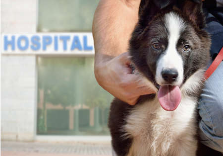 Healthy dog embraced by his owner when leaving the veterinary hospitalの写真素材