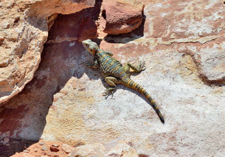Lizard in desert of Wadi Rum,Jordanの写真素材