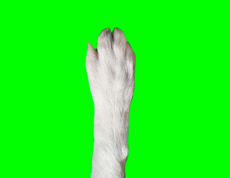 Close-up of dog paw isolated cutout on green background with chroma key. Dog breed is Border Collie.の写真素材