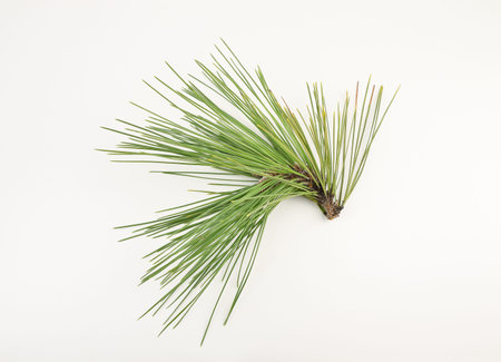 branch of fir-tree is isolated on a white background closeup