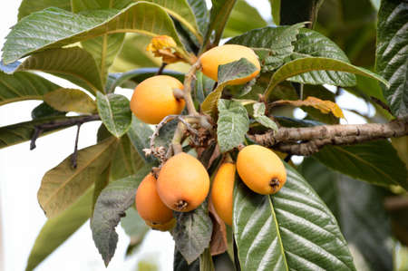 Bunch of ripe loquats in the treeの写真素材