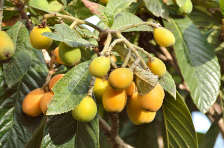 Bunch of ripe loquats in the treeの写真素材