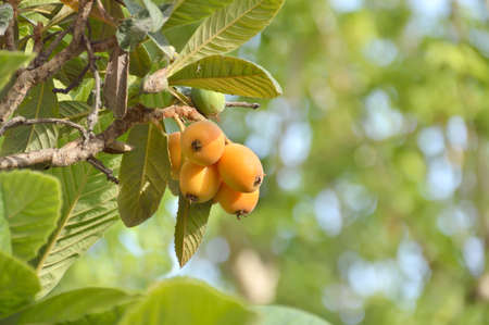 Bunch of ripe loquats in the tree with copy space.の写真素材