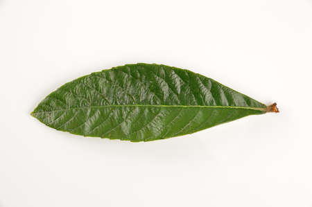 Leaf of loquat or Eriobotrya japonica isolated on white backgroundの写真素材