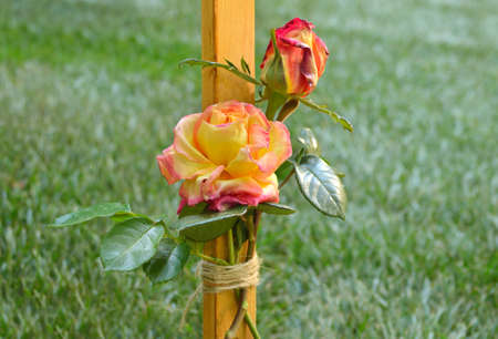 Rose tied to a stick in a garden as a reminderの写真素材