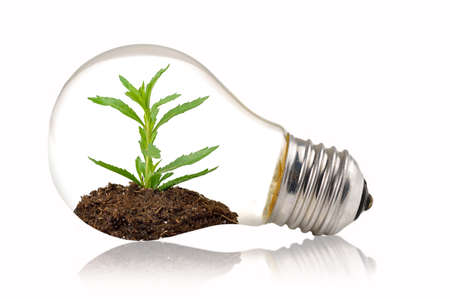 Green eco energy concept. Plant growing inside light bulbの写真素材