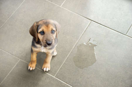 Cute puppy sitting near wet spotの写真素材