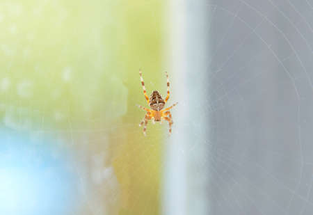 Weaver spider in a window at the house.The Walnut Orb-weaver spider (Nuctenea umbratica) is a spider of the araneidae familyの写真素材