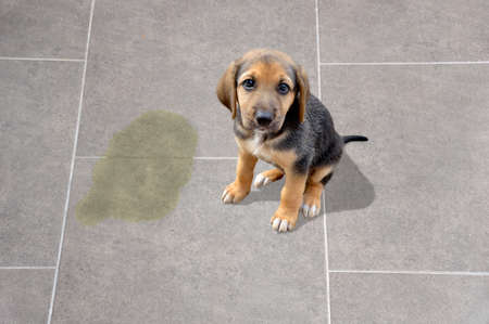 Cute puppy sitting near wet spotの写真素材