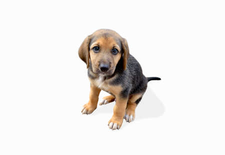 Cute dog with leash isolated on white backgroundの写真素材