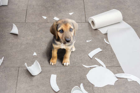 Naughty dog and sitting in the middle of mess in the kitchen.の写真素材