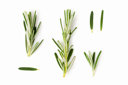 Fresh rosemary on white backgroundの写真素材
