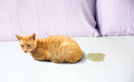 Cute cat sitting near wet or piss spot on the bed inside the bedroomの写真素材