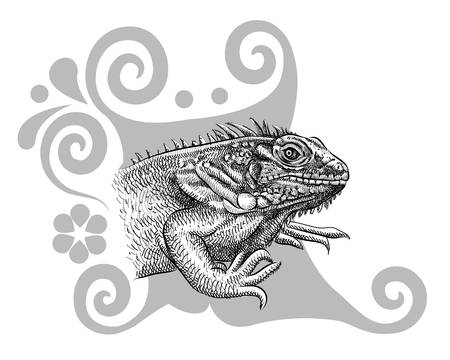 Iguana artistic drawing with curl decorationのイラスト素材
