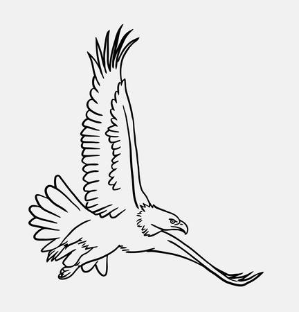 Eagle bird flying sketch, Good use for symbol, logo, web icon, mascot,のイラスト素材