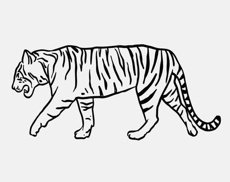 Tiger wild animal vector. Good use for symbol, logo, web icon, mascot, sign, or any design you want.のイラスト素材
