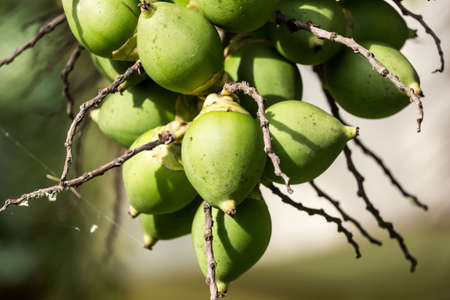 betel nutsの写真素材